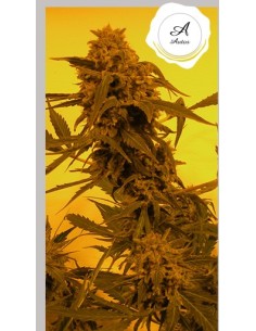 Guillotine Auto Strain (French Touch Seeds) 🍋 Fast Harvests 2