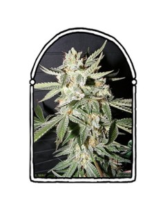 Confidencial Medecine 2