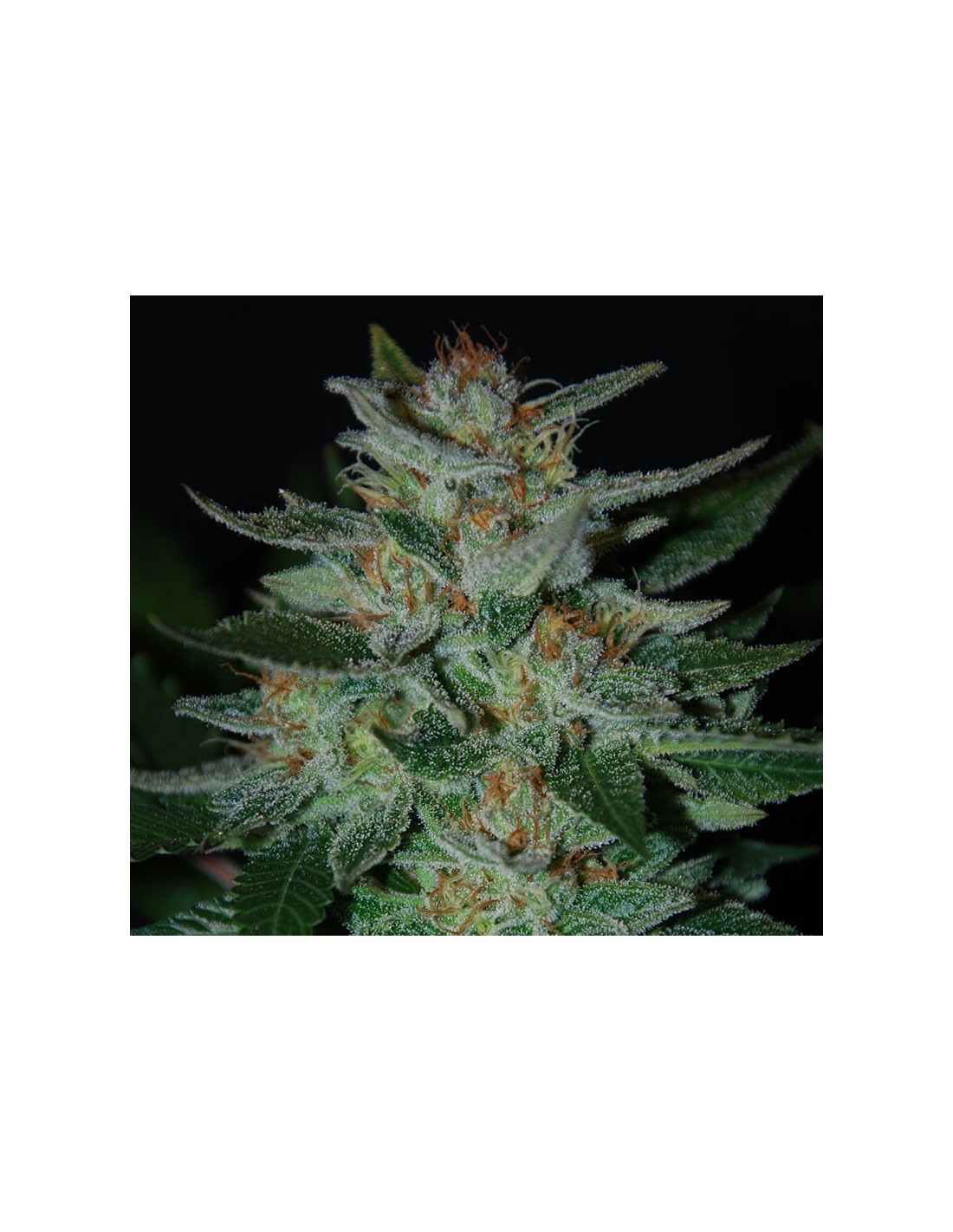 Blue Cheese (Expert Seeds) Feminized Seeds | Up To 30% Off