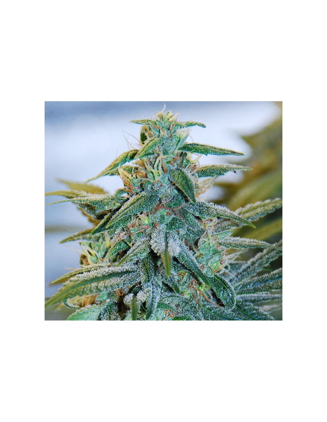 Buy Mazar Auto from Expert Seeds at Oaseeds