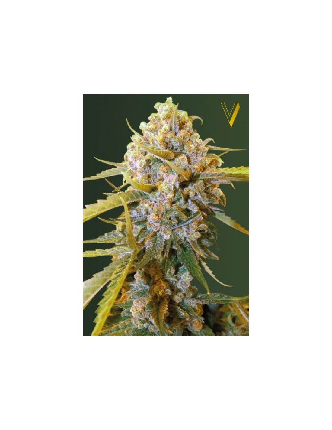 Buy Biggest Bud from Victory Seeds - Oaseeds