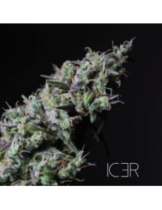 ICER 2