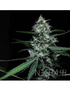 NEGRA 44 2