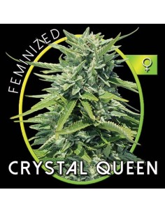 Crystal Queen 2
