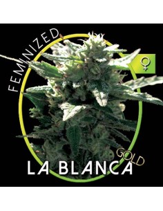 La Blanca Gold 2