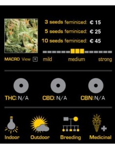 Kalashnikova Autoflowering 2