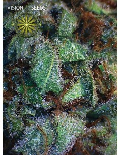 NY Diesel (Vision Seeds) Feminized Seeds | Up To 30% Off 2