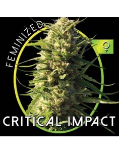 Critical Impact 2