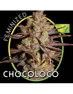ChocoLoco 2