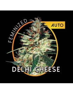 Delhi Cheese 2
