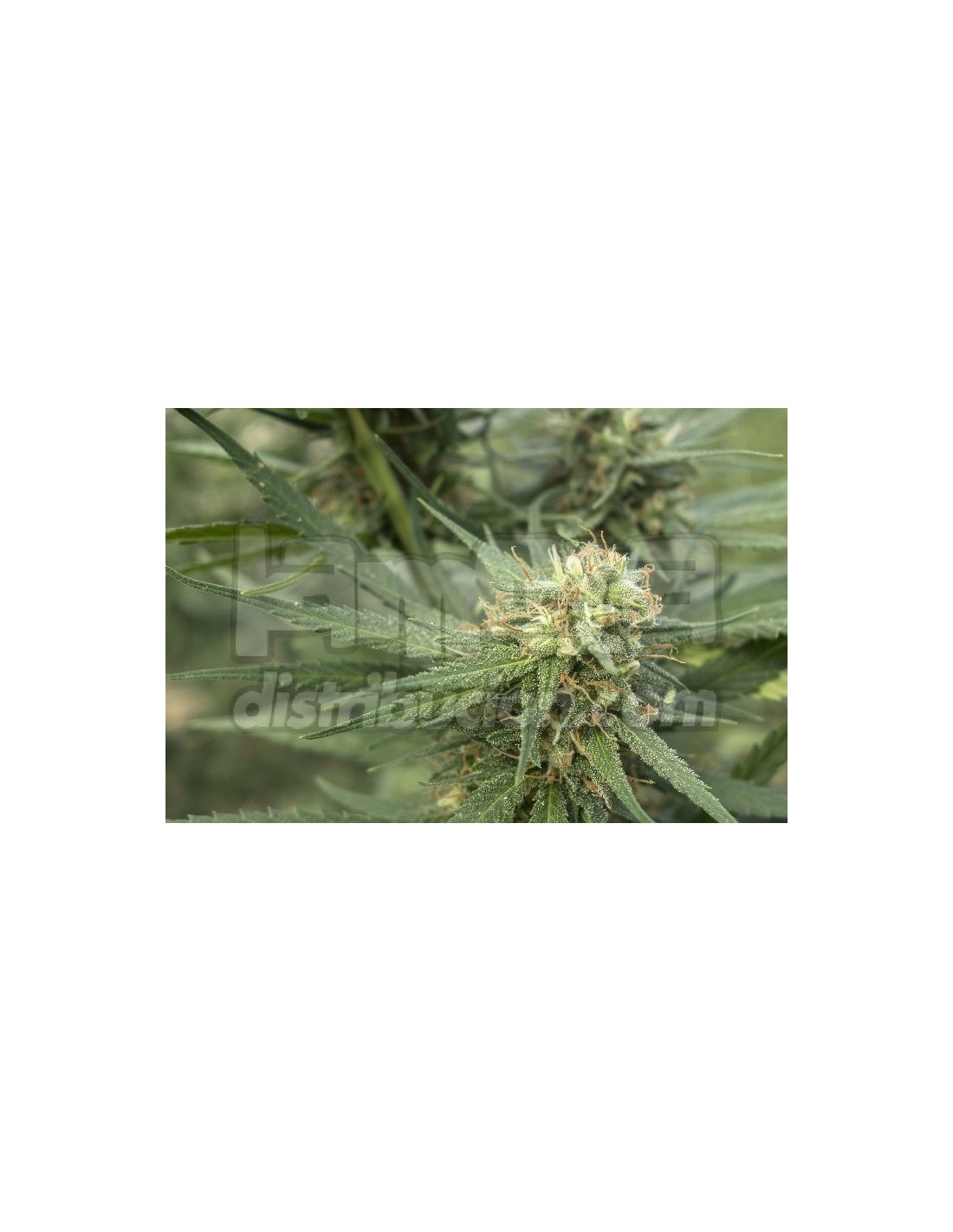 Buy 710 Genetics Pure Jack - Cannabis Seeds