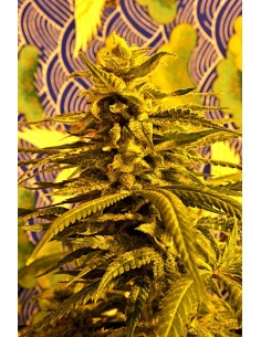 Magnum Platimun Haze