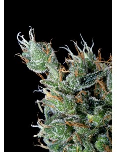 Magnum Platimun Haze 2