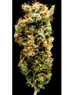 Afghani Mazar -I- Sharif