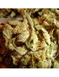 Aiea (Delta 9 Labs) Regular Cannabis Seeds | Up To 30% Off 2