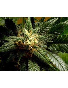 Afghan x Nepal Auto (Oaseeds) Bulk Cannabis Seeds