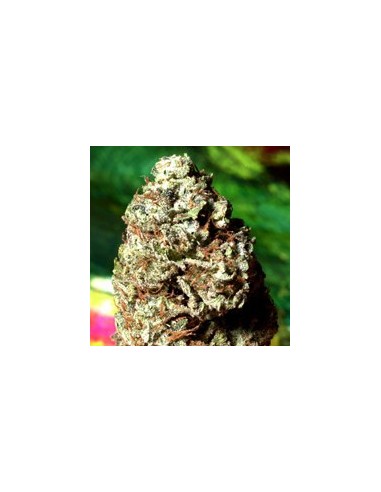 Super Star (Delta 9 Labs) Regular Cannabis Seeds | On Sale!