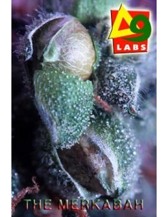 Merkabah