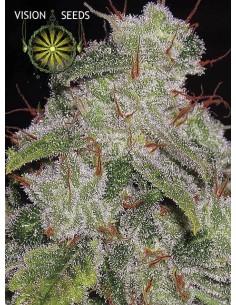 Northern Lights Auto 2