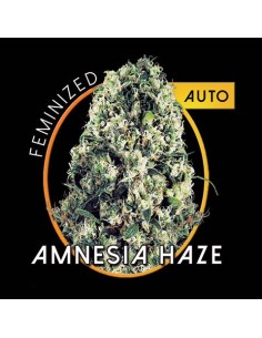 Amnesia Haze Auto 2