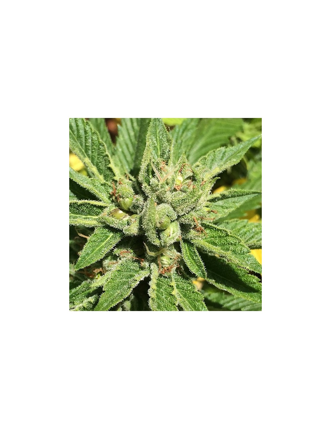 Buy True OG Cookies from Mamiko Seeds at Oaseeds