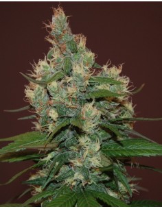 Sour Turbo Diesel (S.T.D)