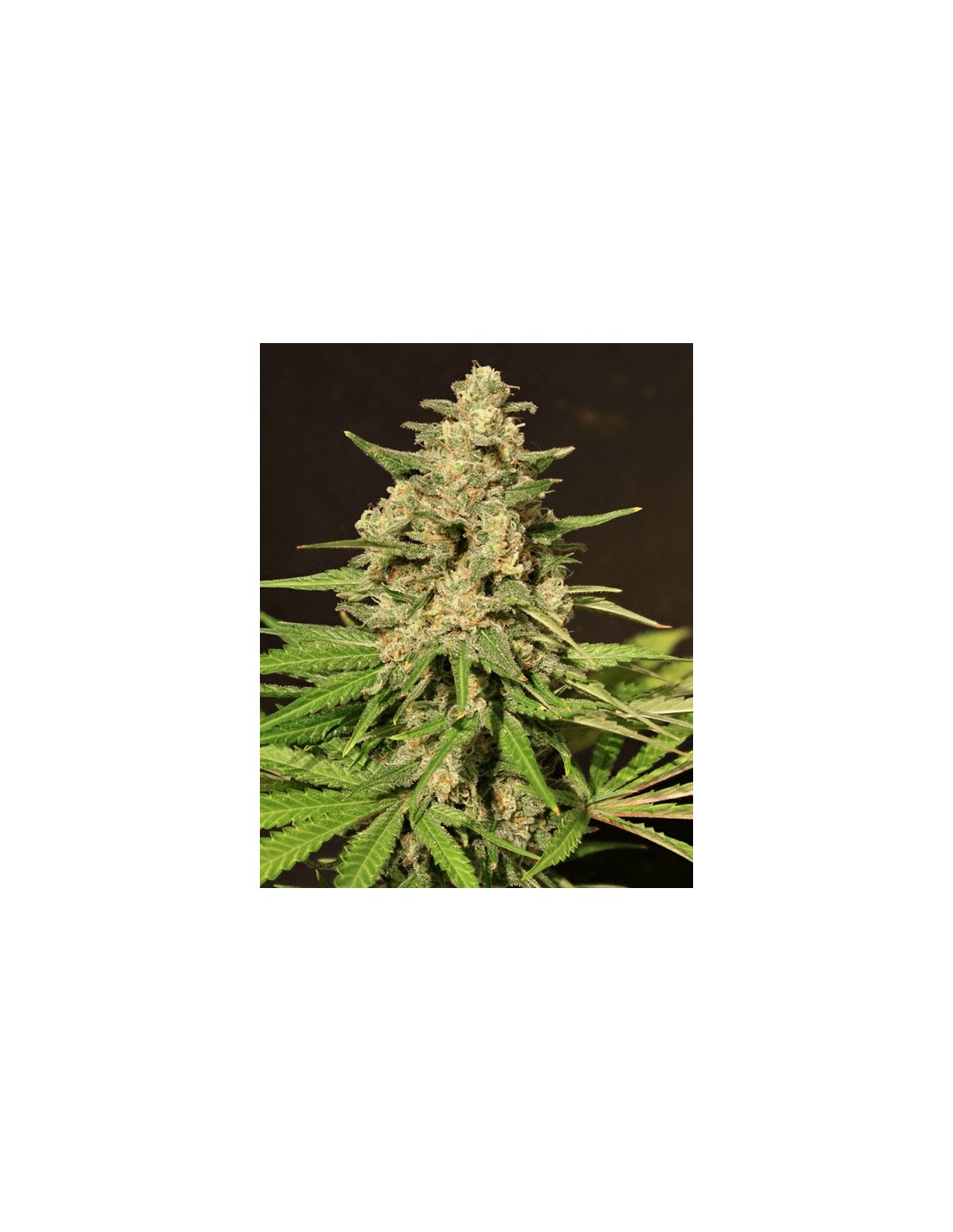 Hybrid X (Cream Of The Crop) Feminized Seeds | Up To 30% Off