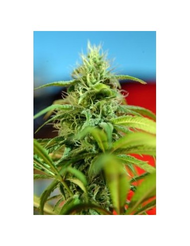 Roots (Reggae Seeds) Regular Cannabis Seeds | Up To 30% Off