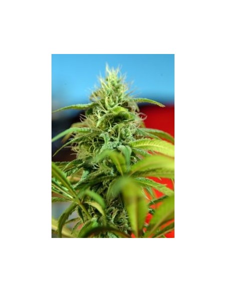 Roots (Reggae Seeds) Regular Cannabis Seeds | Up To 30% Off