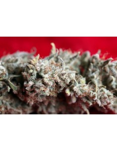 O' Haze Red 2