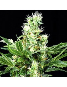 Northern Lights X Skunk 2