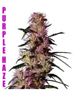 Purple Haze 2