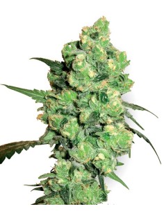Super Skunk 2