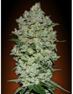 Auto Bio Diesel Mass