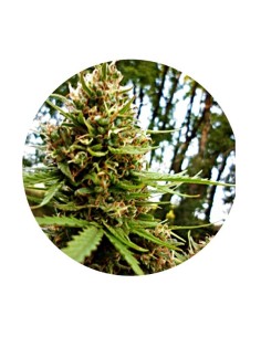 Super Auto Tao Fast Version 2