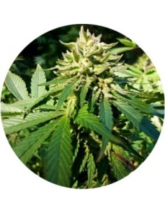 Top Tao regular outdoor mix