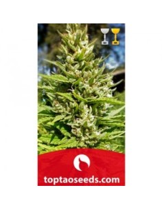 Top Tao regular outdoor mix 2