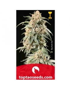 Auto Tao Mix Vol 2 2