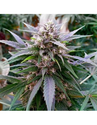 Buy G13 Labs Hypnotic - Cannabis Seeds