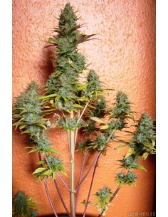 Pineapple Express Auto 2