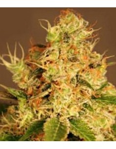 Diesel Auto 2