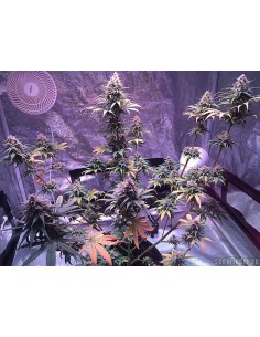 Black Domina x Bubble Gum 2