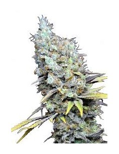 CBD Big Bud Super Skunk