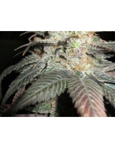The Black (BC Bud Depot) Semi di Cannabis Femminizzati 2