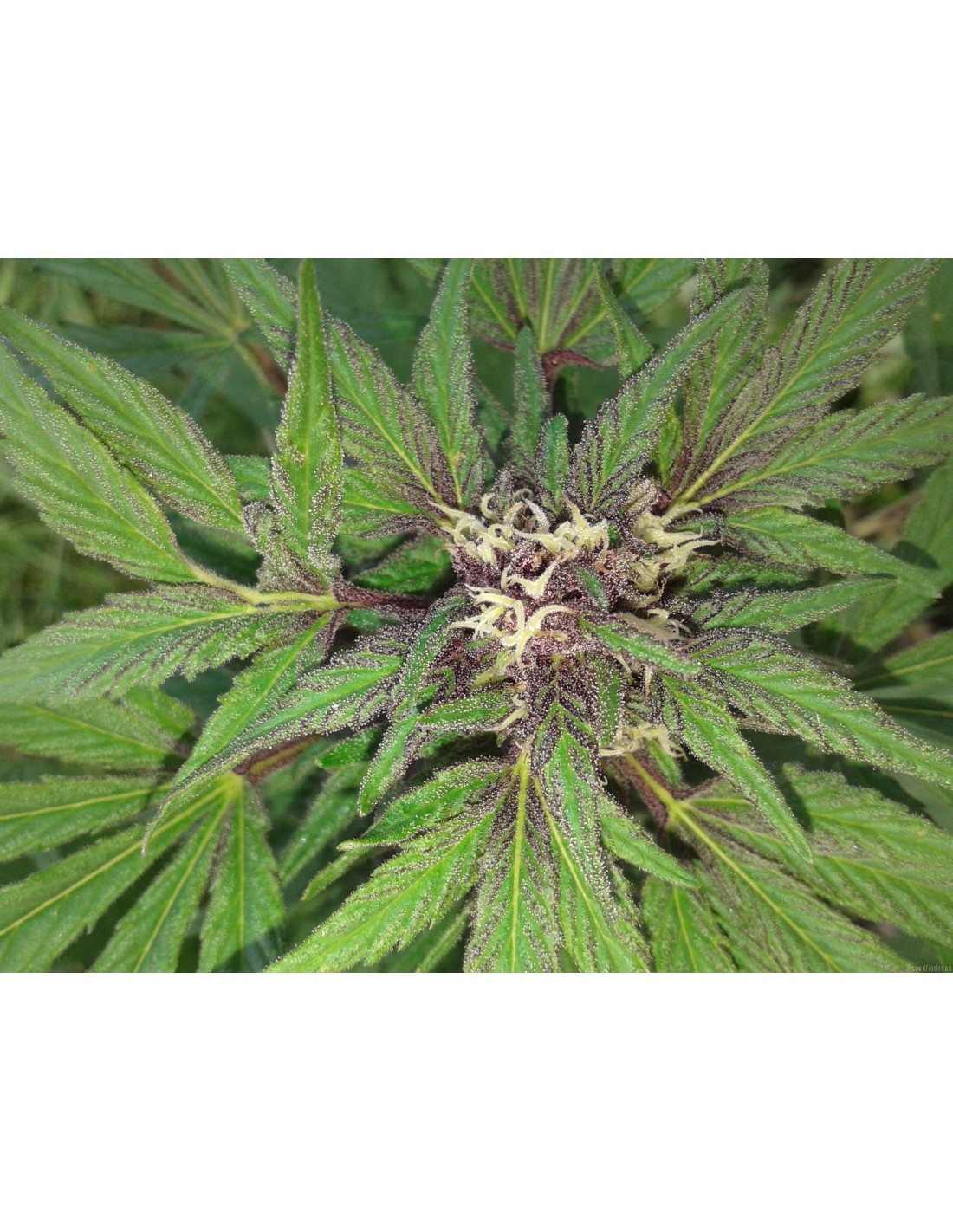 Buy BC Bud Depot The Purps - Cannabis Seeds