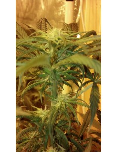 BC Kush (BC Bud Depot) Feminized Seeds | Up To 30% Off 2