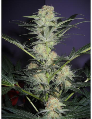 Mamba Negra (Blimburn Seeds) Semi di Cannabis Femminizzati