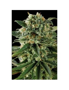 Critical Automatic 2