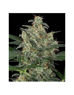 Kabrales Automatic 2