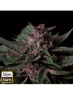 Grizzly Purple auto 2